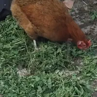 یک عدد مرغ خانکی