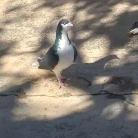 کبوتر