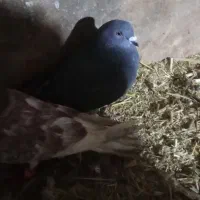 کبوتر|پرنده|سیلوانه, |دیوار