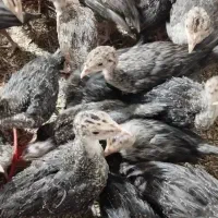 جوج بوقلمون برنزو جوج مرغ