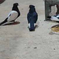 کبوتر سینه سیاه