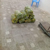 فروش پرتقال گنبکی|عمدهفروشی|گنبکی, |دیوار