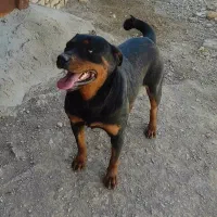 سگ رتوایلر|سگ|اصفهان, بهارستان|دیوار