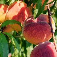 پیش فروش نهال هلو تابع (مازندرانی)|خدمات باغبانی و درختکاری|کوشکنار, |دیوار