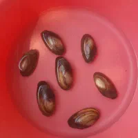 صدف زنده