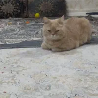 واگذاری گربه|گربه|آبادان, |دیوار