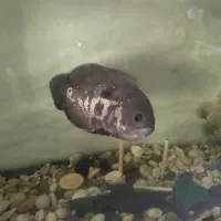 اسکار|ماهی|همدان, |دیوار