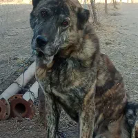 سگ گله|سگ|باخزر, |دیوار