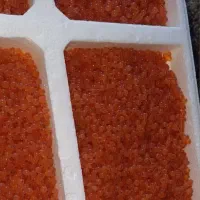 فروش تخم و بچه ماهی قزل‌آلا تک‌جنسه