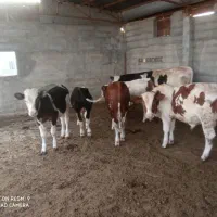 خرید فروش گوساله‌ای سیمنتال دورگ محلی