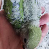 طوطی برزیلی