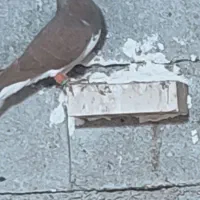 سیدی گم شده|حیوانات|شوشتر, |دیوار