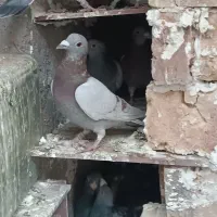 چند جفت پلاکی|حیوانات|زاهدان, |دیوار