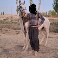 مادیان روزگاری