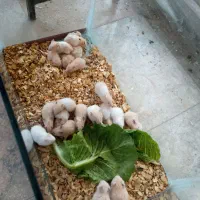 همستر|موش و خرگوش|مشهد, توس (بلوار توس)|دیوار