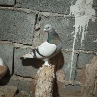 کبوترشق شقی نرعالی