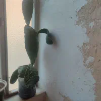 گل طبیعی چندجوربایک عددسینی|گل و گیاه طبیعی|کرمانشاه, |دیوار