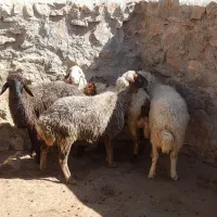 فروش میش|حیوانات مزرعه|پاپی, |دیوار