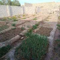 دامداری