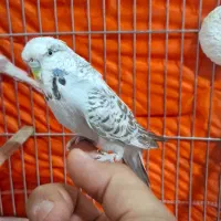 مرغ عشق اینگلیسی|پرنده|تهران, مشیریه|دیوار