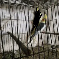 دو عدد طوطی عروس|پرنده|آمل, |دیوار