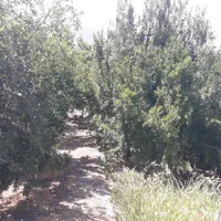 فروش باغ در روستای خوش اب و هوای زواریان|فروش زمین و ملک کلنگی|سلفچگان, |دیوار