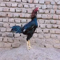 خروس لاری|حیوانات مزرعه|نگین شهر, |دیوار