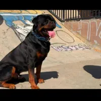 رودتوایلر.نر اصیل