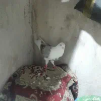 کفتر