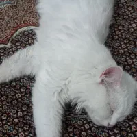 گربه سفید پرشین