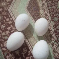 تخم بوقلمون و تخم مرغ