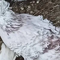 کبوترجکسون سفیدسیا معاوضه با هومریهودی دنش اسکندرو|پرنده|طبقده, |دیوار