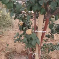 فروش-باغ-نیم-ساعتی-شهر-با-درختان-ثمری-فوری