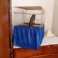 مرغ مینا|پرنده|محمدشهر, محمدشهر|دیوار