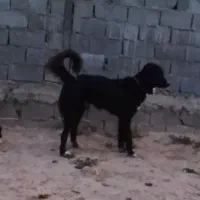 سگ نر  معاوضه مرغ