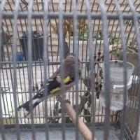 سهره رسمی ماده|پرنده|اصفهان, پوریای ولی|دیوار