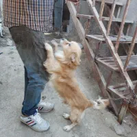 واگذاری دو عدد توله آلابای نر و ماده|سگ|تهران, استاد معین|دیوار