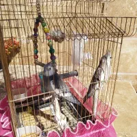 عروس هلندی سینامون