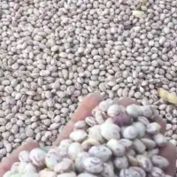 لوبیا چیتی بوجاری درجه یک و بوجار نشده..|خوردنی و آشامیدنی|شیراز, فرهنگ شهر|دیوار