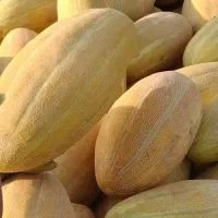 خربزه مشهد شیرین چین اول درجه یک