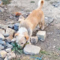 سگ پاکوتاه خارجی