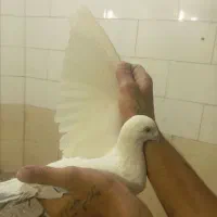 پلاکی نر ماده|پرنده|مسجد سلیمان, |دیوار