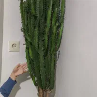 کاکتوس غول پیکر