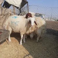 برەنر|حیوانات مزرعه|گچی, |دیوار