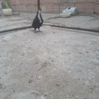 کبوتر رنگی ریش و مسافتی اهوازی چاپی وانروی اردن