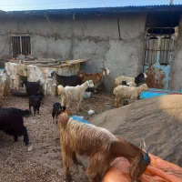 ۴۰ راس بز وتیشتر