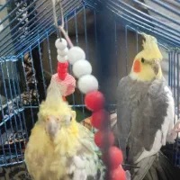 دو عددعروس|پرنده|ارومیه, |دیوار