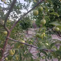 فروش باغ 950 متری با موقعیت خوب