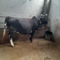 گاو آبستن ۷