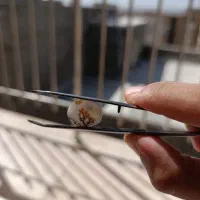 سنگ شجر و عقیق یمن